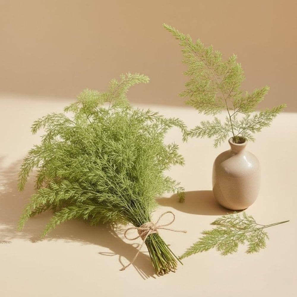 Asparagus Fern