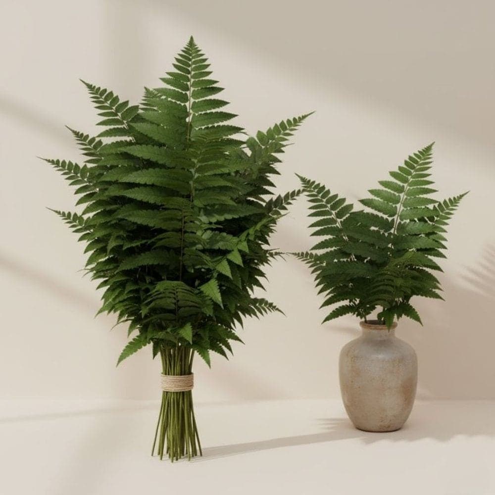 Leather Leaf Fern