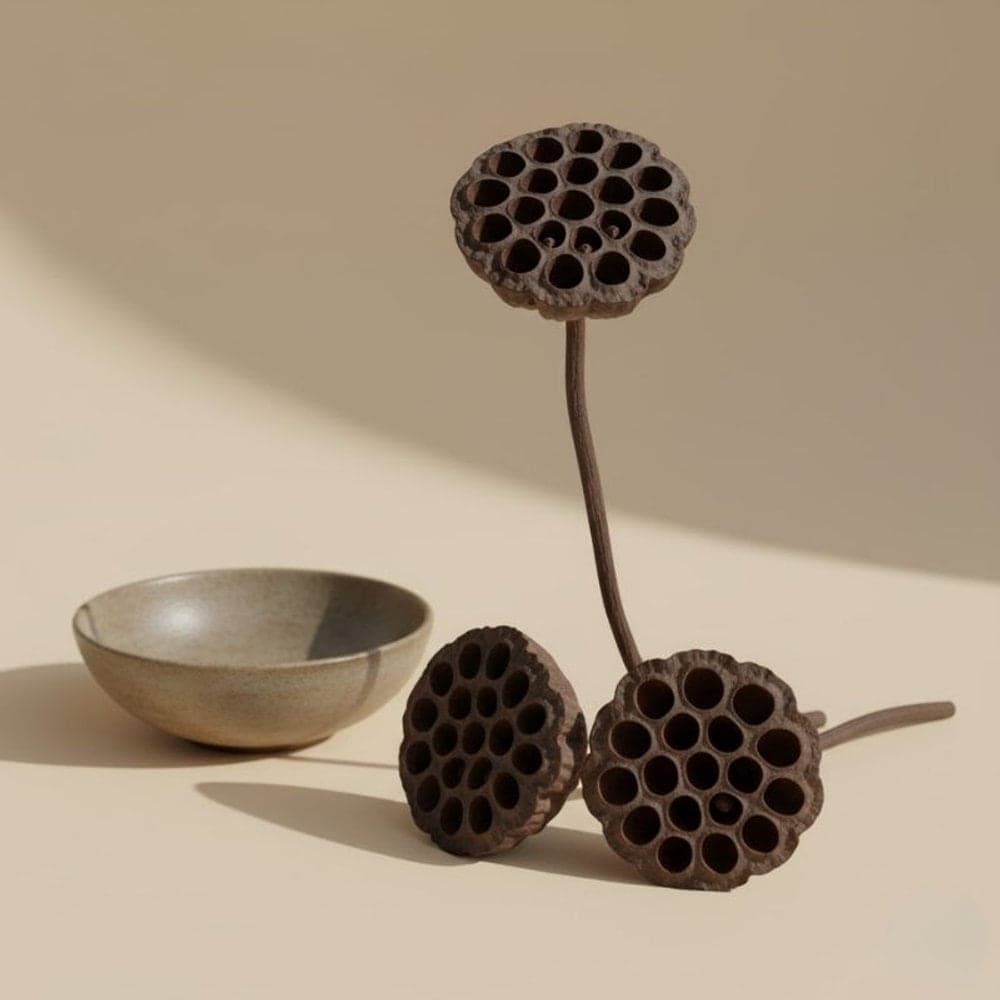 Lotus pods · sculptural texture