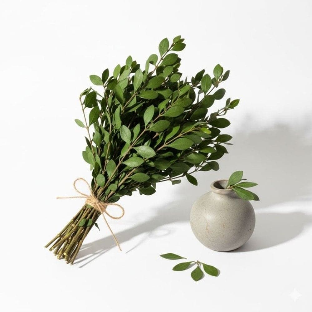 Italian ruscus · the signature green