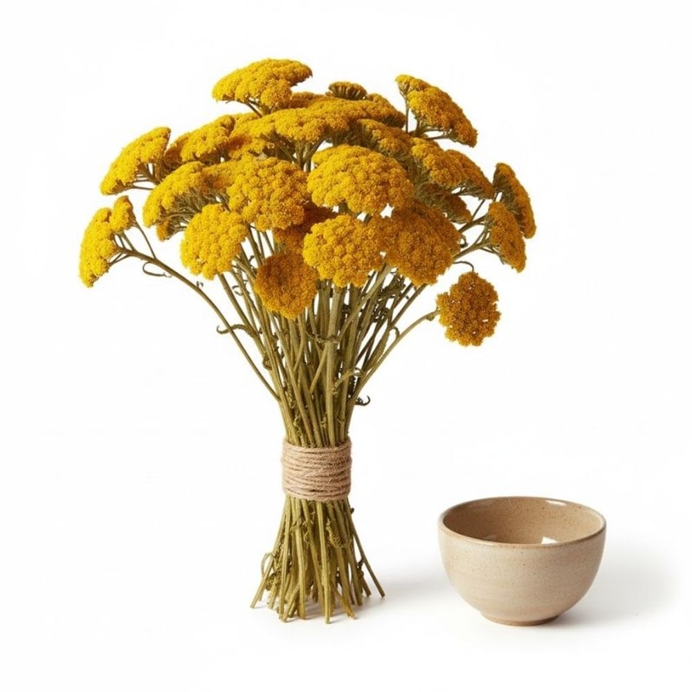 Achillea Parker
